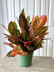Croton Plant from Aladdin's Floral in Idaho Falls